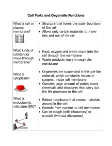 Cell Parts and Organelle Functions