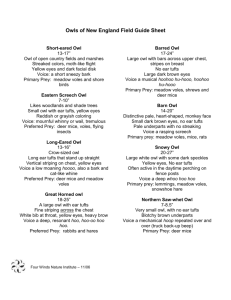 Owls of New England Field Guide Sheet