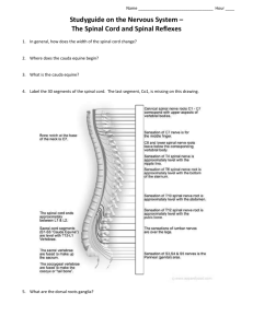 Nervous System Study Guide 2