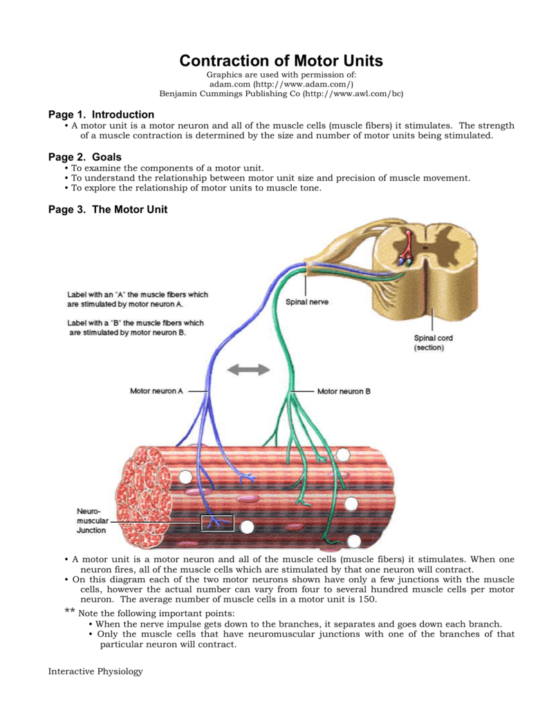 Motor Unit Diagram Labeled