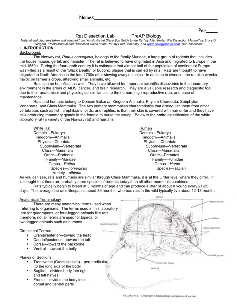 Rat Dissection