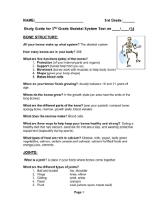 Study Guide for Third Grade Skeletal Test – Mrs
