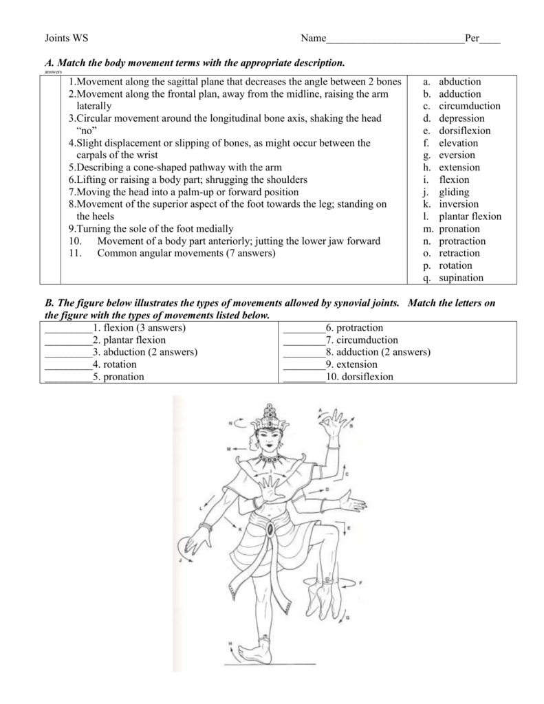 Joints And Movement Worksheet Answers - Worksheet List