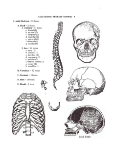 Skeletal Anatomy - AandPonline.com