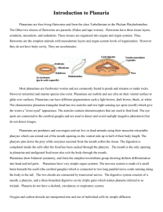 Introduction to Planaria