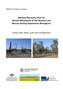 National Recovery Plan for Buloke Woodlands of the Riverina and