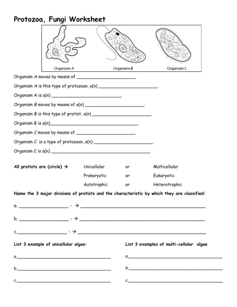 Protista Worksheet New