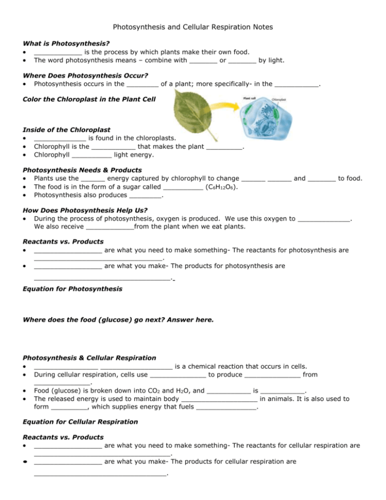 photosynthesis and cellular respiration essay questions