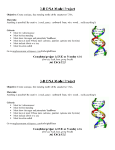 3-D DNA Model Project