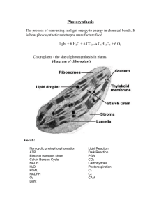 Photosynthesis