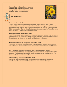 12. Downy Sunflower - Friess Lake School District