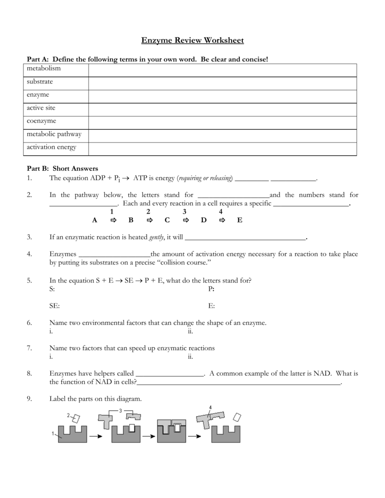 BIOLOGY 25 - ENZYMES & METABOLISM With Enzyme Review Worksheet Answers