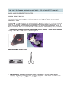 ear-punching mice for identification