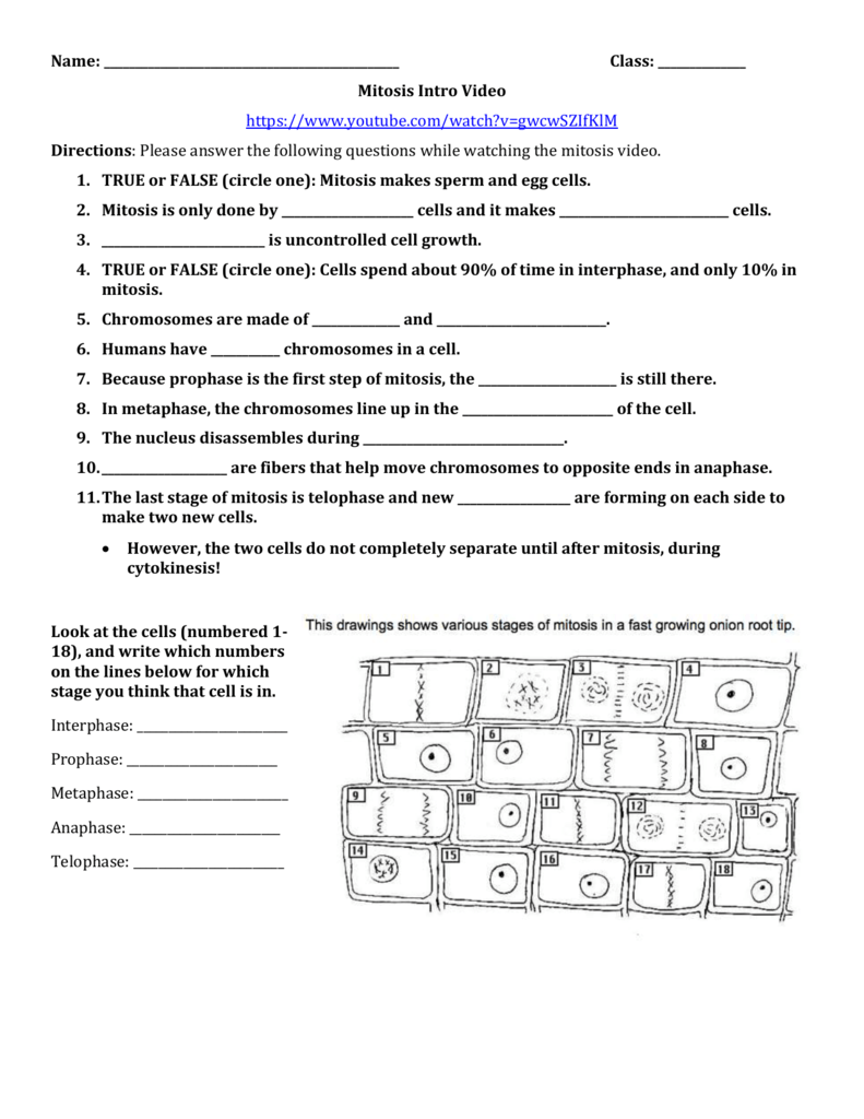 MITOSIS COLORING HOMEWORK Throughout Onion Cell Mitosis Worksheet Answers