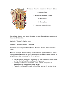 Componets and Types of Bones