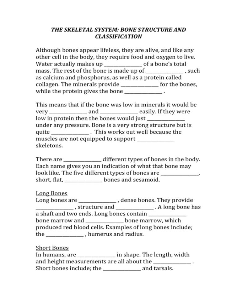 Skeletal System Worksheet