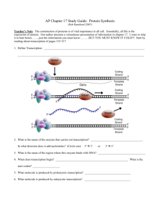 AP Chapter 17 Study Guide: Protein Synthesis