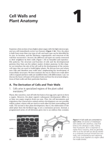 Cell Walls and Plant Anatomy