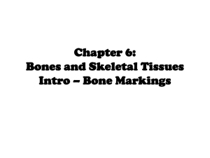 Chapter 6: Bones and Skeletal Tissues