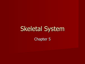 Skeletal System 2