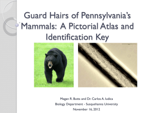 Guard Hairs of Pennsylvania's Mammals