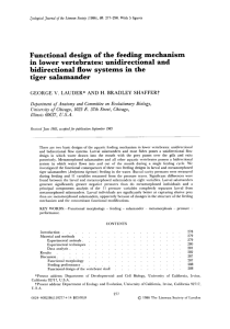 Functional design of the feeding mechanism in lower vertebrates