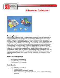 Ribosome Collection - MSOE Center for BioMolecular Modeling