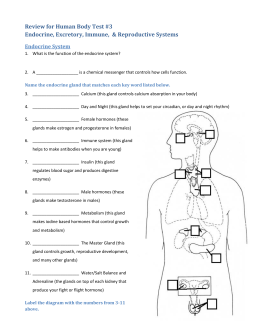 quizlet system worksheet vocabulary immune Vocabulary Medical