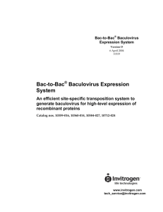 Bac-to-Bac Baculovirus Expression System