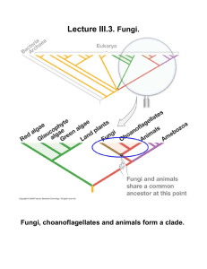 Lecture III.3. Fungi.