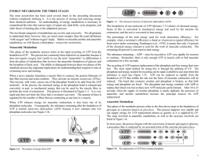 ENERGY METABOLISM: THE THREE STAGES The term