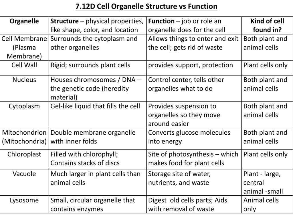 Animal Cell Organelles And Their Functions Chart Aja vrogue.co