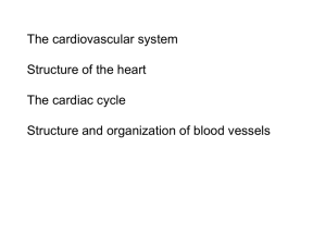 The cardiovascular system Structure of the heart The cardiac cycle