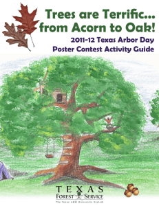 Trees are Terrific... from Acorn to Oak!
