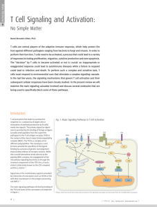 T Cell Signaling and Activation