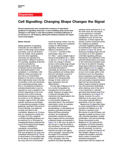 Cell Signalling: Changing Shape Changes the Signal