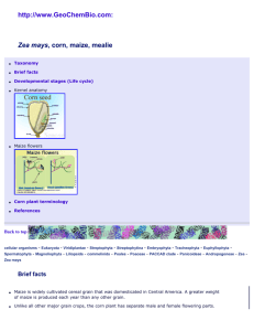 Zea mays (corn, maize, mealie): taxonomy, life cycle, flower and