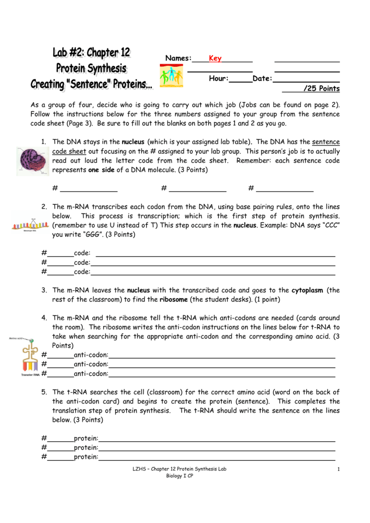 Chapter 12 Protein Synthesis Worksheet Answer Key - worksheet