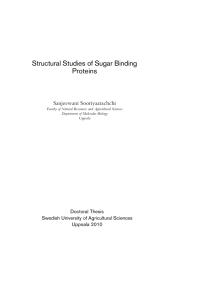 Structural Studies of Sugar Binding Proteins