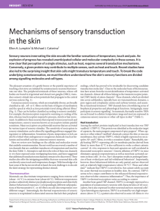 Mechanisms of sensory transduction in the skin