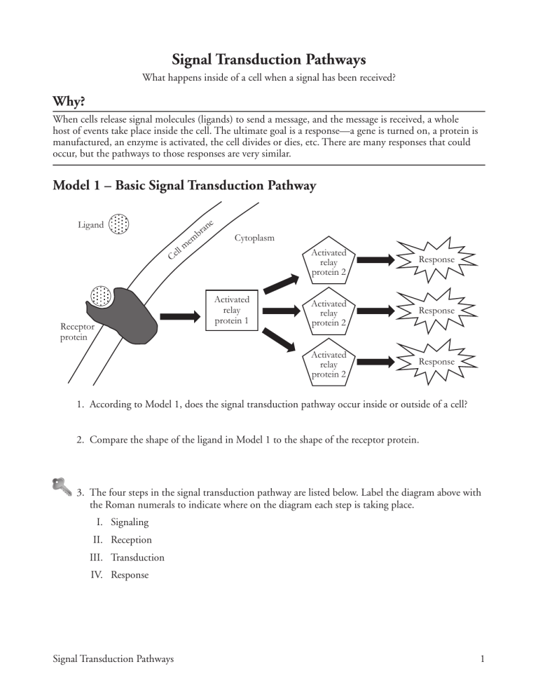 basic-signal-transduction-pathway