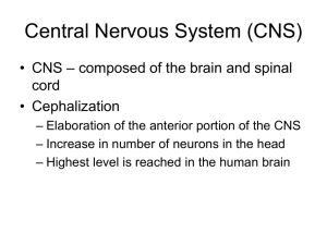 Central Nervous System (CNS)