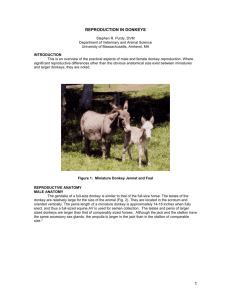 reproduction in donkeys - Department of Veterinary and Animal