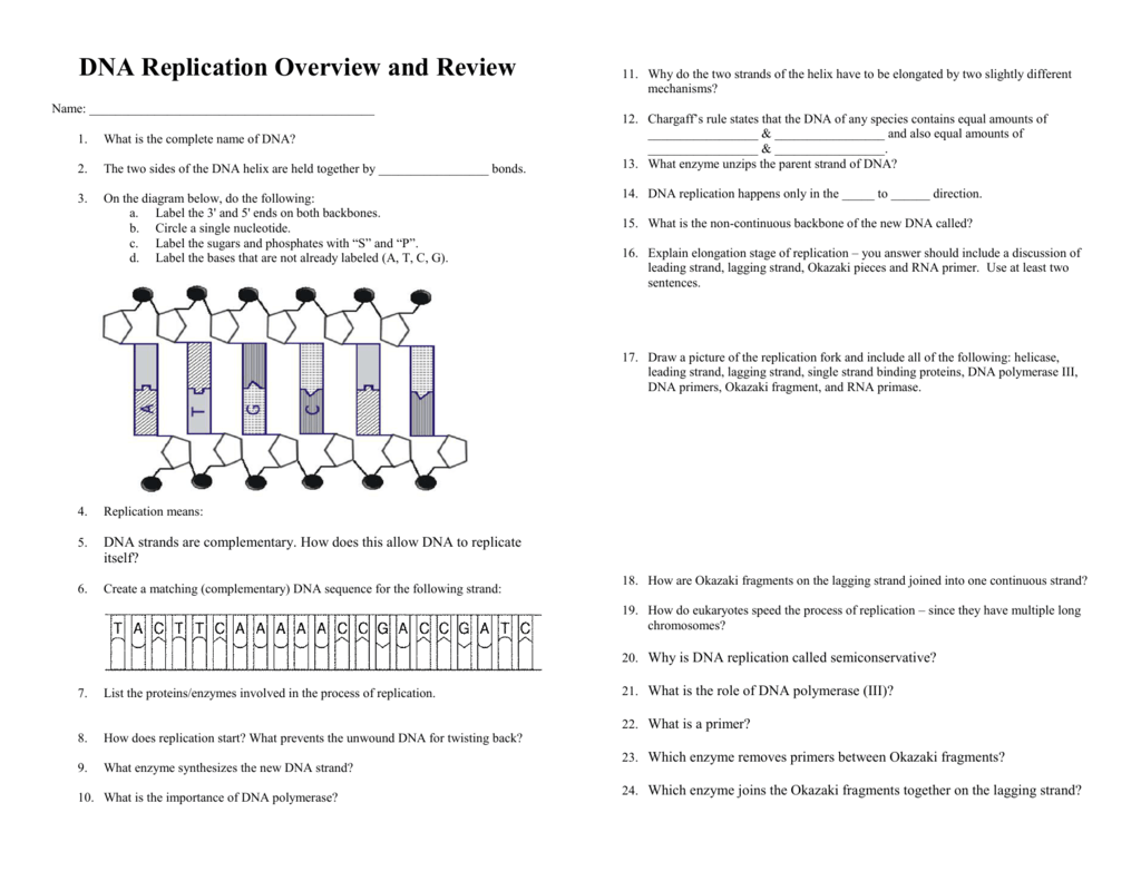 DNA Replication Overview and Review In Dna Replication Review Worksheet