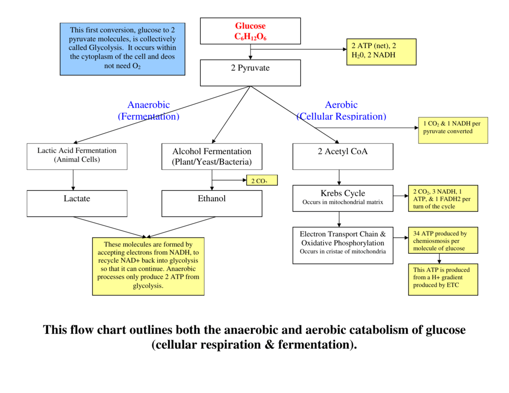 Flow Chart Of Fermentation Process