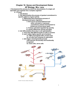 Chapter 16. Genes and Development Notes AP Biology Mrs. Laux