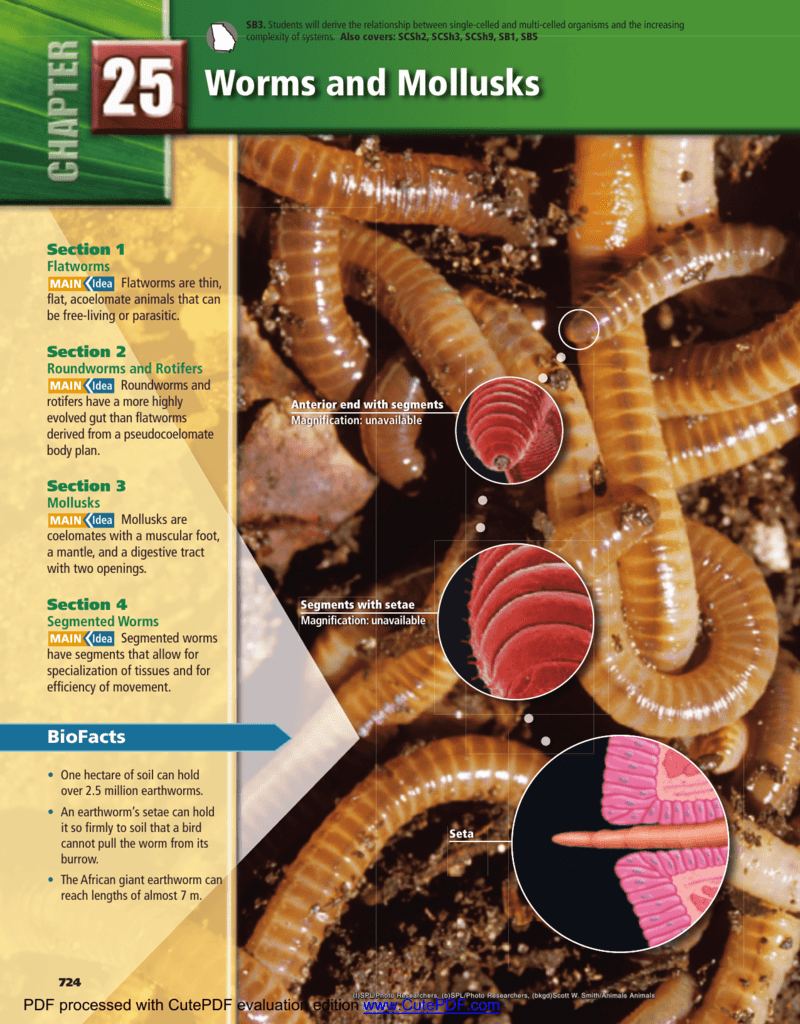 Flatworm Classification Chart