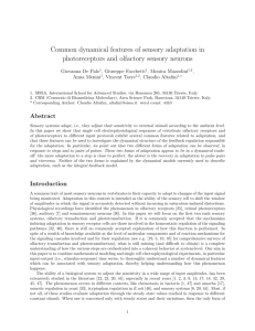 Common dynamical features of sensory adaptation in