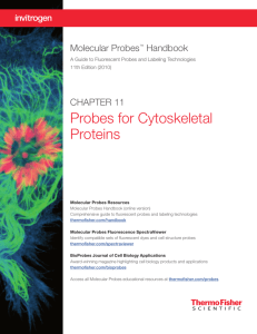 Probes for Cytoskeletal Proteins