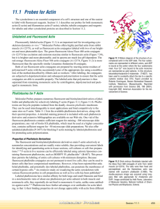 Section 11.1 - Probes for Actin